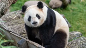 Pandas in Zoos
